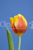 Tulpe