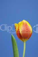 Tulpe