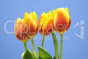 Tulpen