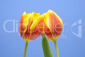 Tulpen