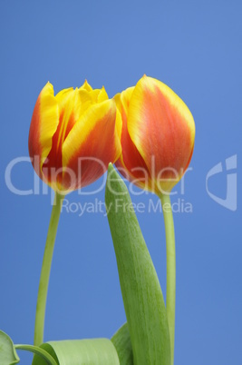 Tulpen