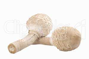 two edible mushrooms