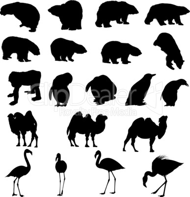 Set of bears, ape, penguins, camels and flamingos  silhouettes.