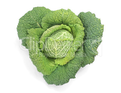 Cabbage