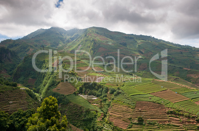 Terraced fields of Dieng plateau, Java, Indonesia