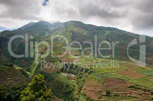 Terraced fields of Dieng plateau, Java, Indonesia