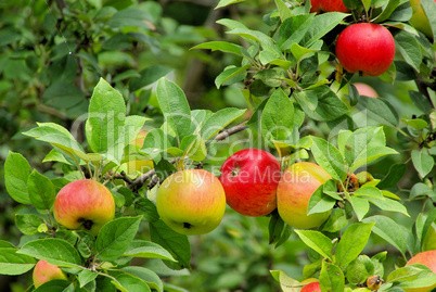 Apfel am Baum - apple on tree 102