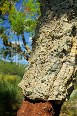Korkeiche - cork oak 31