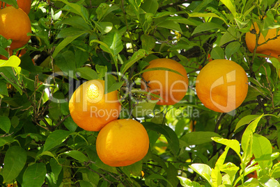 Orange am Baum - orange fruit on tree 06
