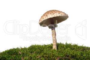 Riesenschirmpilz - Parasol mushroom 08