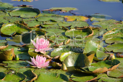 Seerose - water lily 30