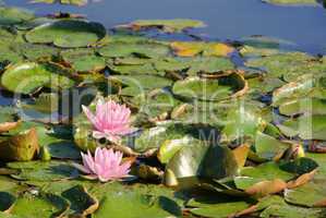 Seerose - water lily 30