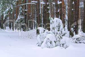Wald im Winter - forest in winter 33