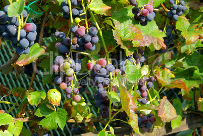 Weintraube rot - grape red 08
