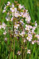 Wiesen-Schaumkraut - Cuckoo Flower 09