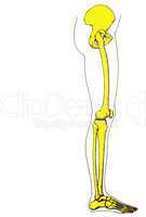 The bone-in leg