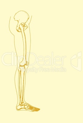 The bone-in leg