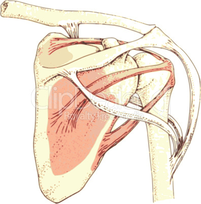 Das Schulterblatt/ Scapula