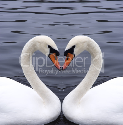 swans heart