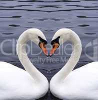 swans heart