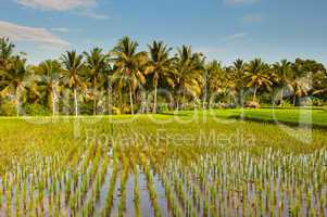 rice terraces of bali, indonesia