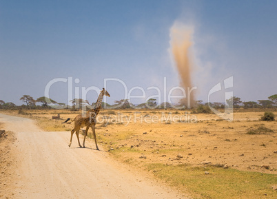 giraffe and sandstorm in amboseli national park, kenya