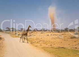 giraffe and sandstorm in amboseli national park, kenya