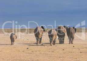 elephants, rear view, amboseli national park