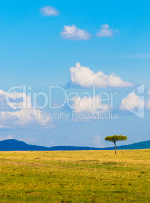 tree in savannah, typical african landscape