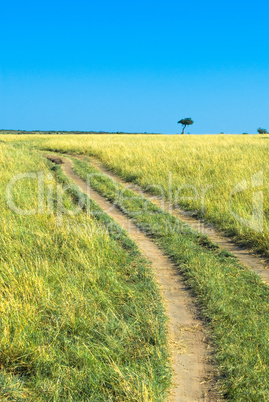 countryside road, green grass and blue sky