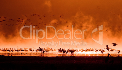 flocks of flamingos in the sunrise