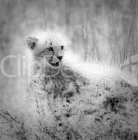 cheetah's cub