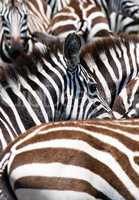 pattern of zebras