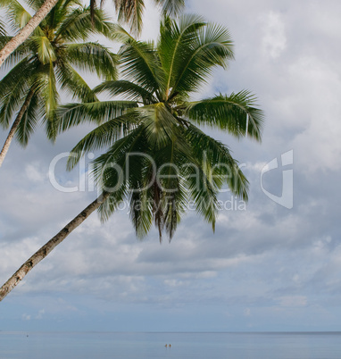 coconut palms over blue sky background