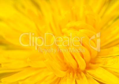close-up image of dandelion
