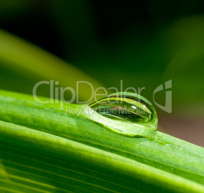 water drop on green leaf