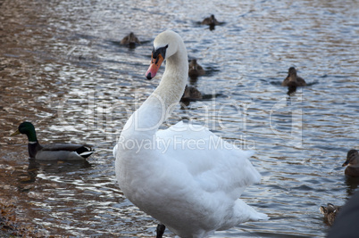 swan