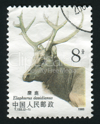 postage stamp