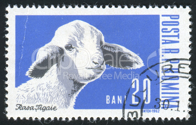 postage stamp