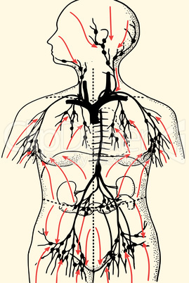 lymphatic system