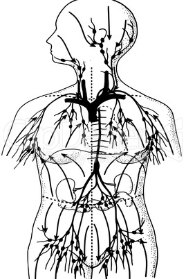 Lymphatic system in the human body