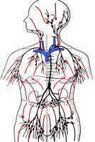 Lymphatic system in the human body
