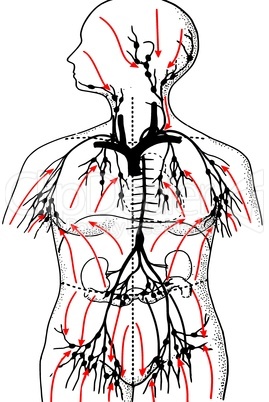 Lymphe im menschlichen Körper/Lymph in the human body