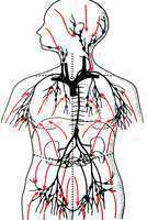 Lymphe im menschlichen Körper/Lymph in the human body