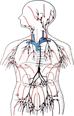 lymph flow in the human body