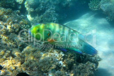 parrot fish under water