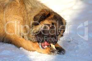 Caucasian Shepherd dog eating bone