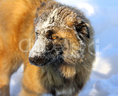 Caucasian Shepherd dog in snow