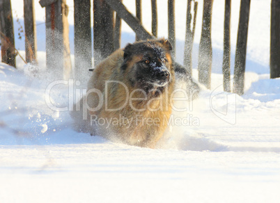 Caucasian Shepherd dog running in snow