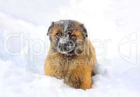 Caucasian Shepherd dog in snow